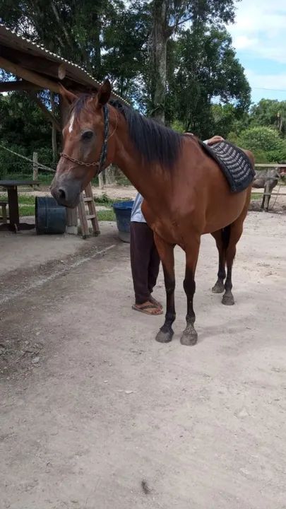 Égua de marcha 5 mil - Foto 4