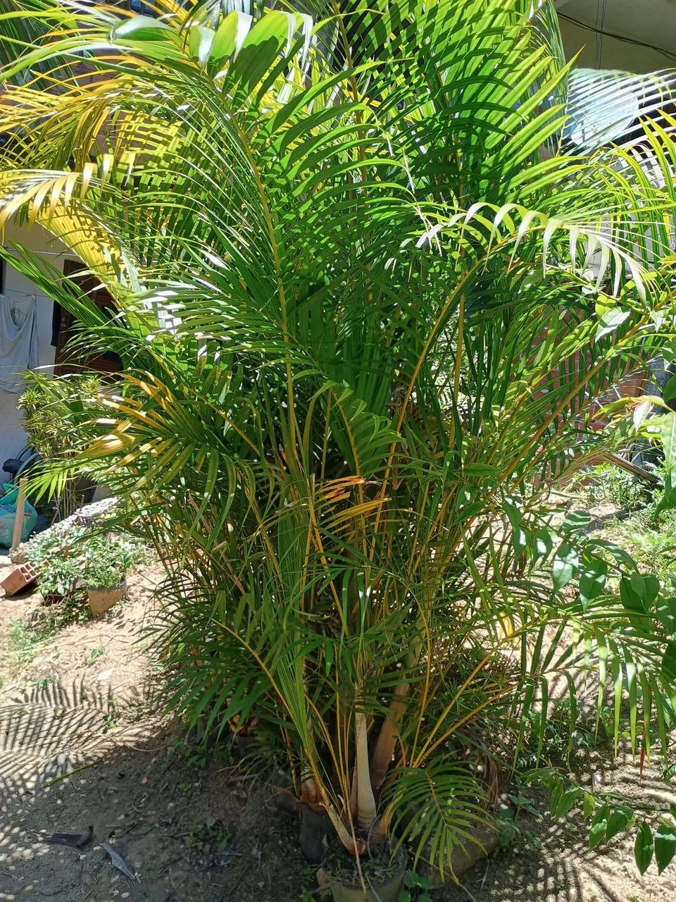 Palmeiras areca bambu. - Foto 4