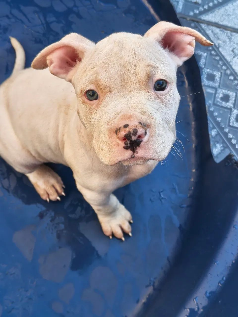 American Bully  - Foto 2