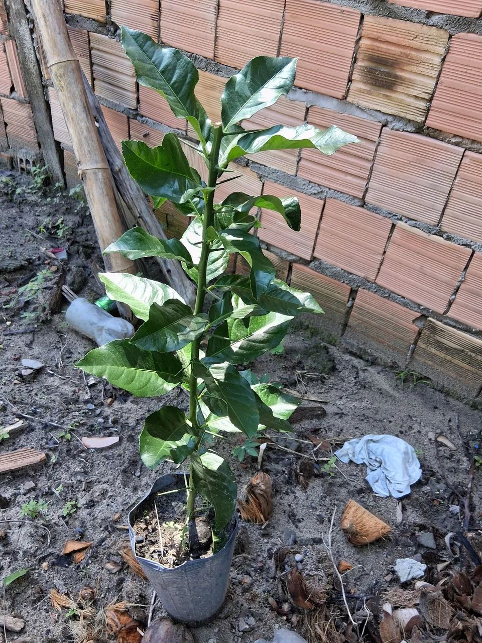 mudas de limão ? siciliano feito de alporquia  - Foto 2