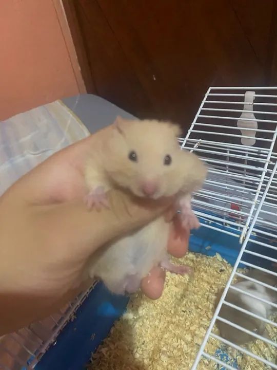 3 hamsters fofinhos para adoção - Foto 5
