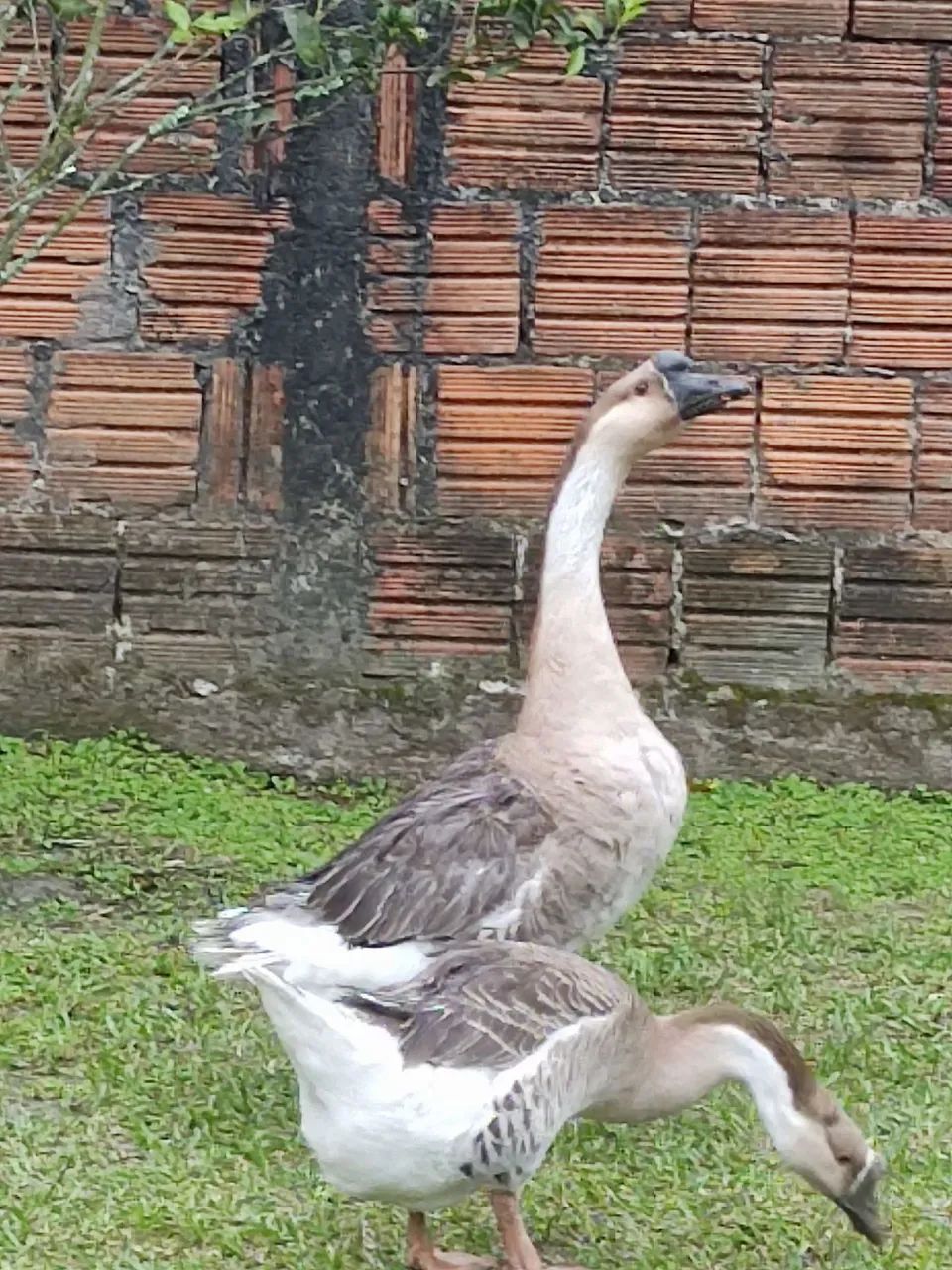 Casal ganso chinês  - Foto 3