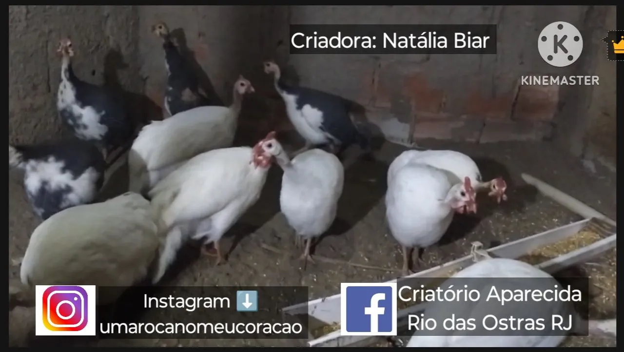 Galinha D'Angola - Criatório Aparecida