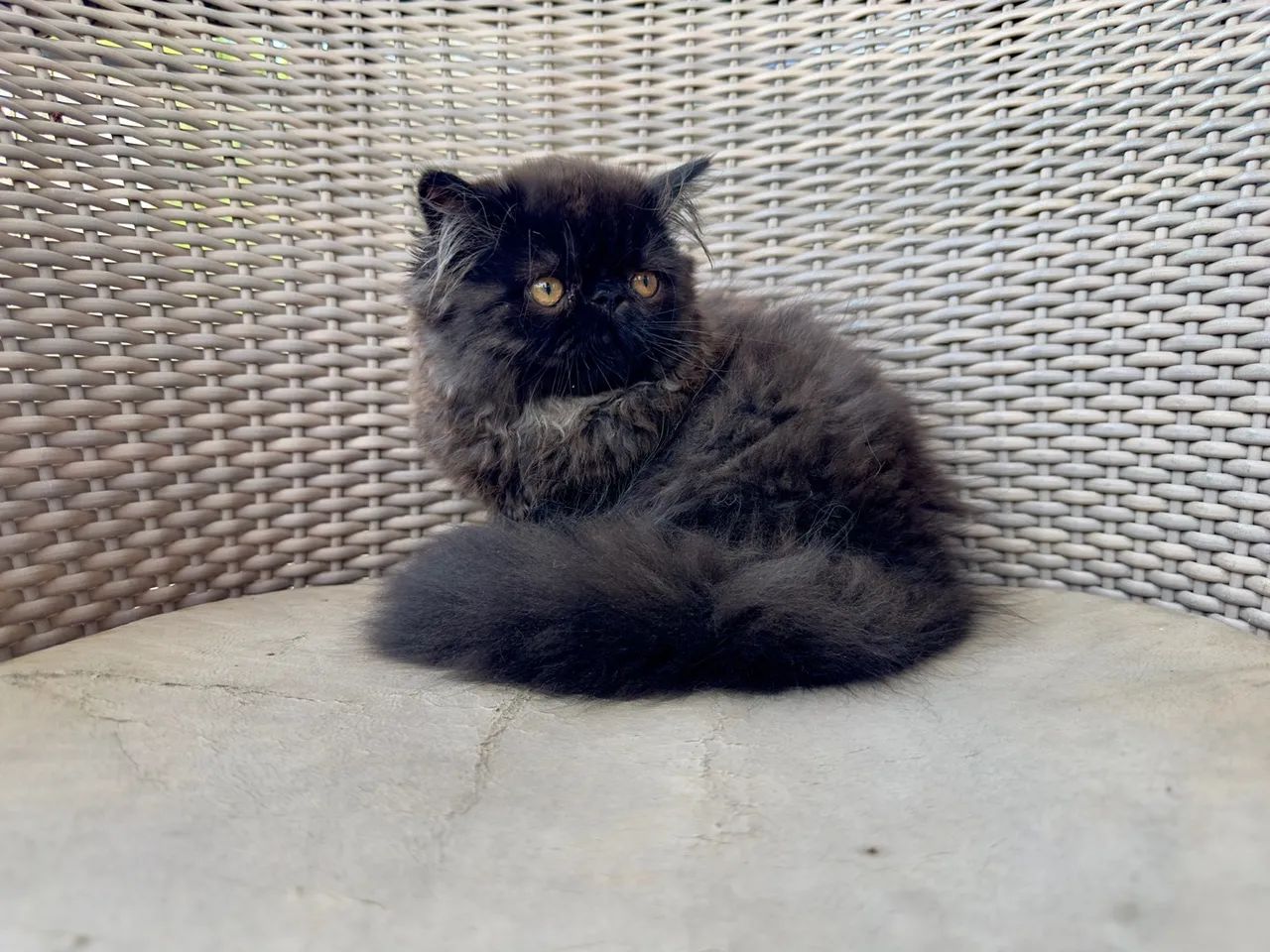 Gatinho Persa macho, padrão Top Show, Preto (coloração Black Smoke), 3 meses - Foto 4