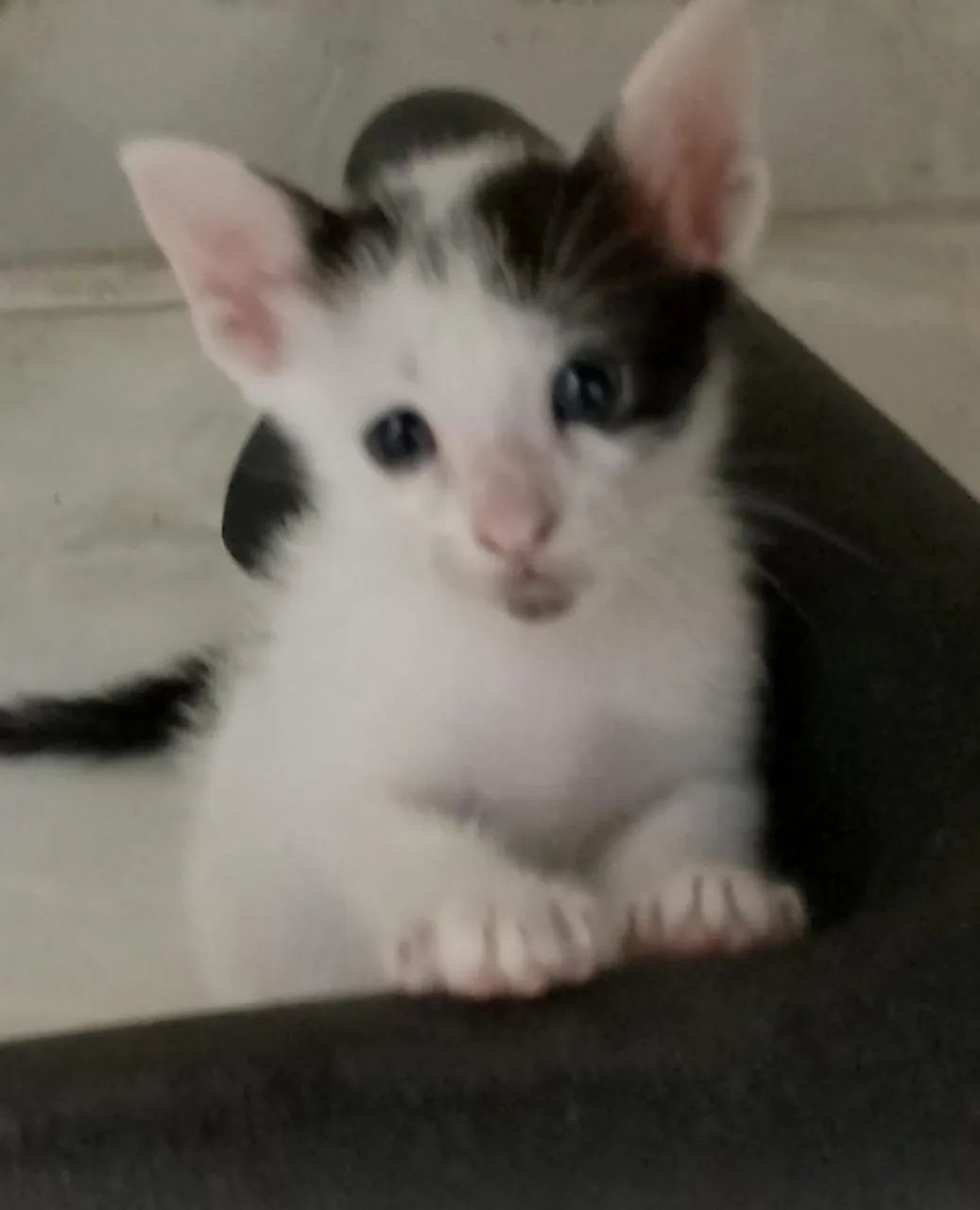 Gatinhos para adoção. - Foto 6