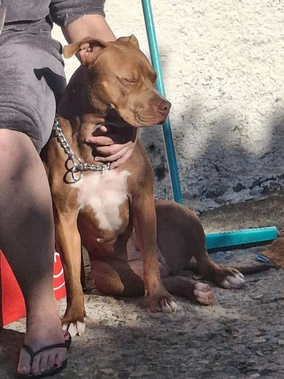 Procurando namorado - Cachorros - Porto das Laranjeiras ...