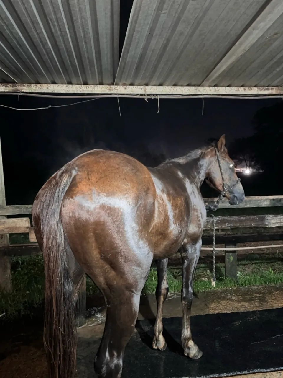 Quarto de milha P.O - Foto 3