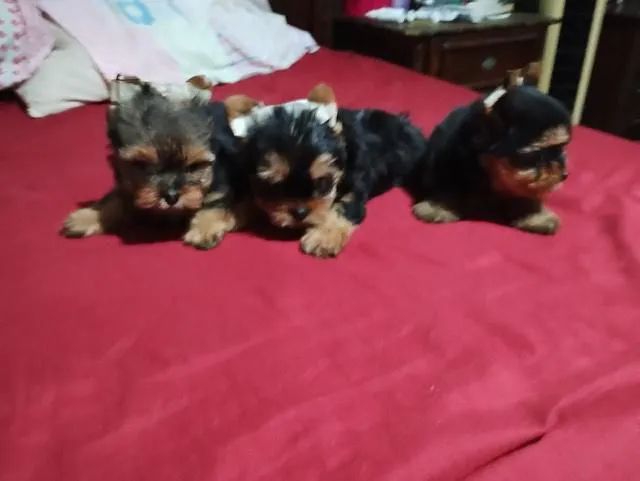 Peludinhos filhotes Yorkshire Terrier - Diversão e Amor.