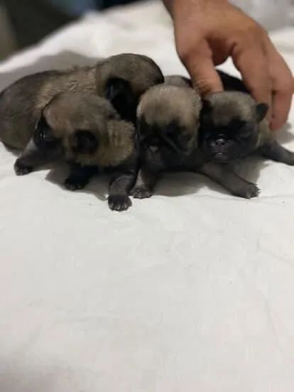 Filhotes de Pug disponíveis para venda, abrindo reserva. - Foto 3