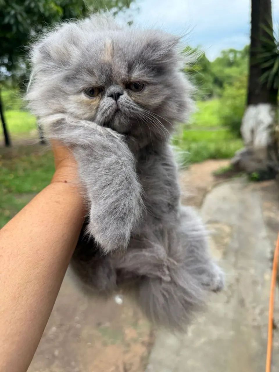 Filhotes de gato persa  - Foto 3