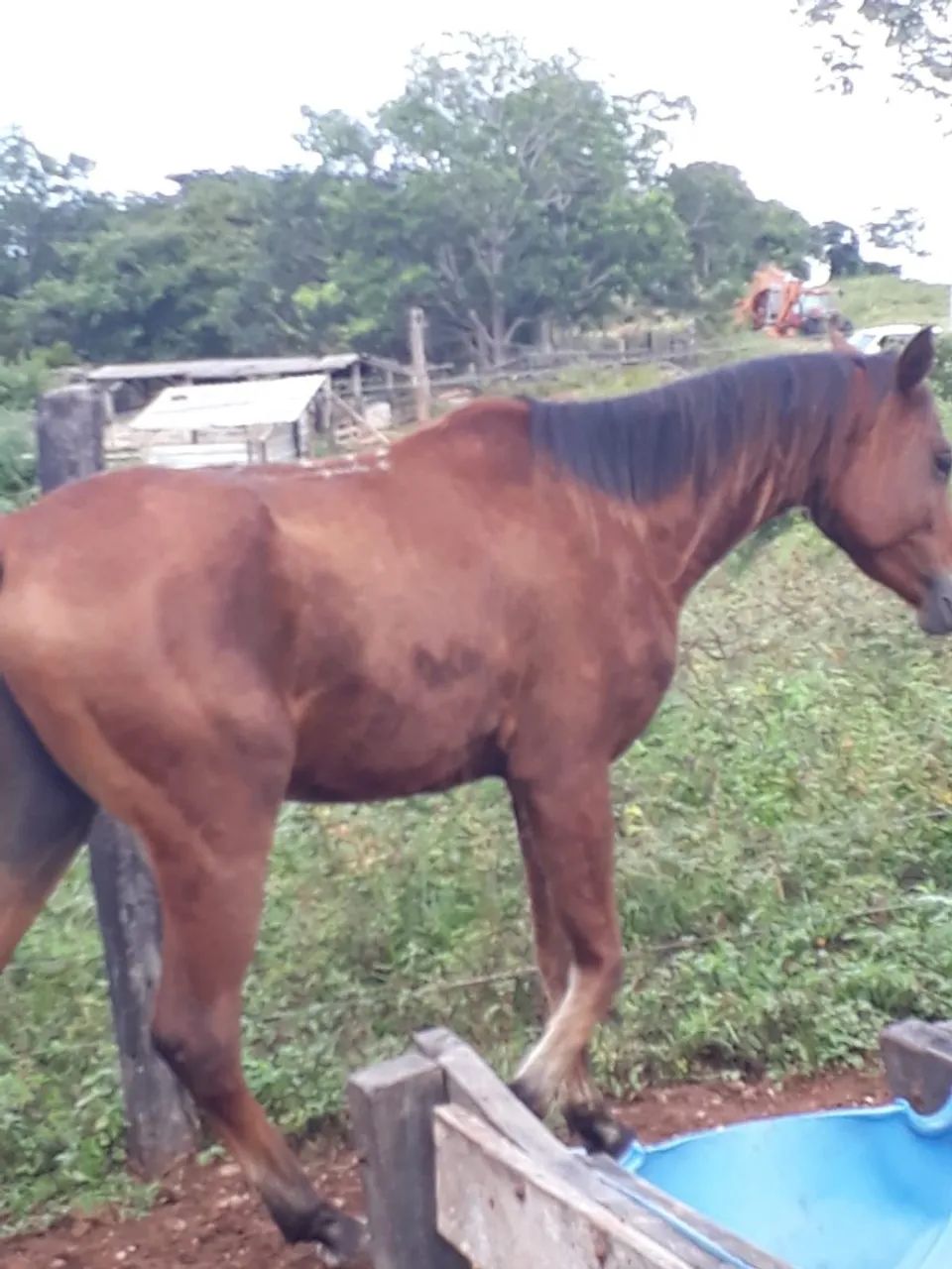 Equinos a Venda - Foto 5