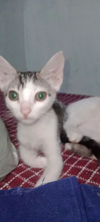 Gatos para adoção - Foto 3