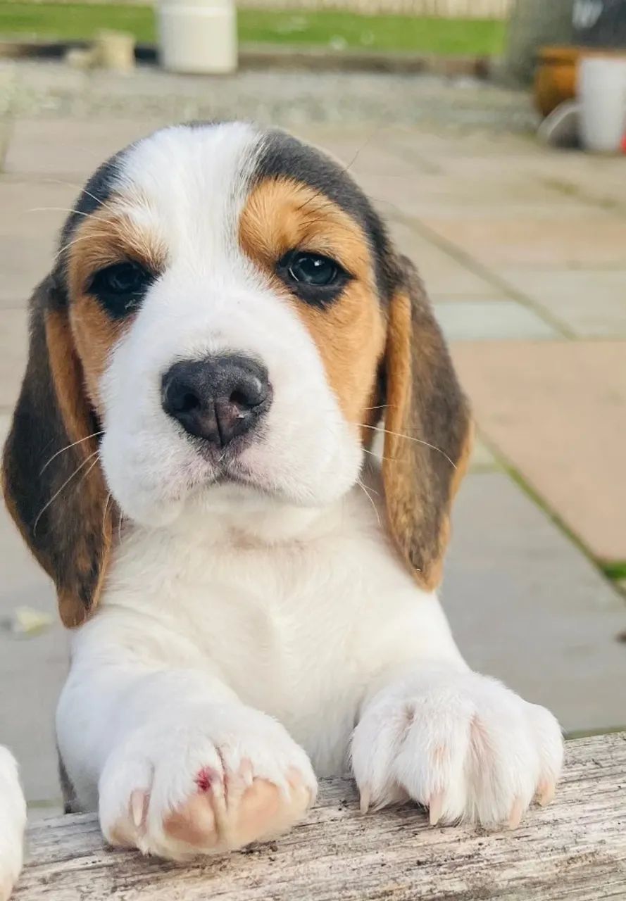Cãozinho fofurinhos babes  para sua Família Beagle