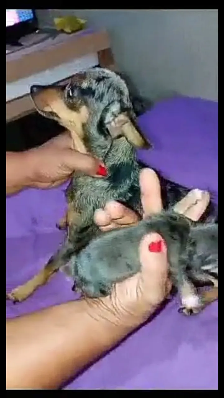 Pinscher MERLY FÊMEAS