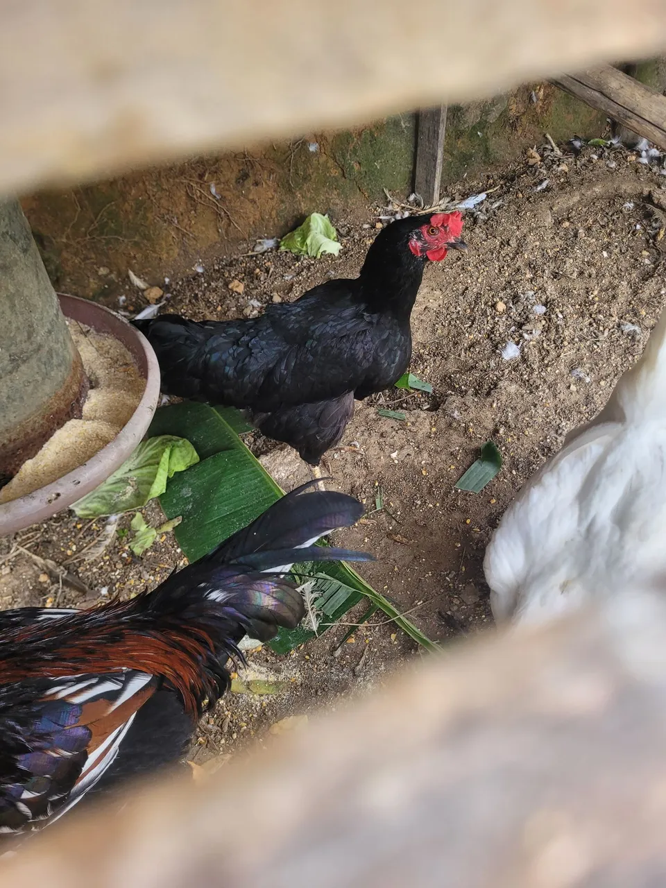 Galinhas e galos para venda