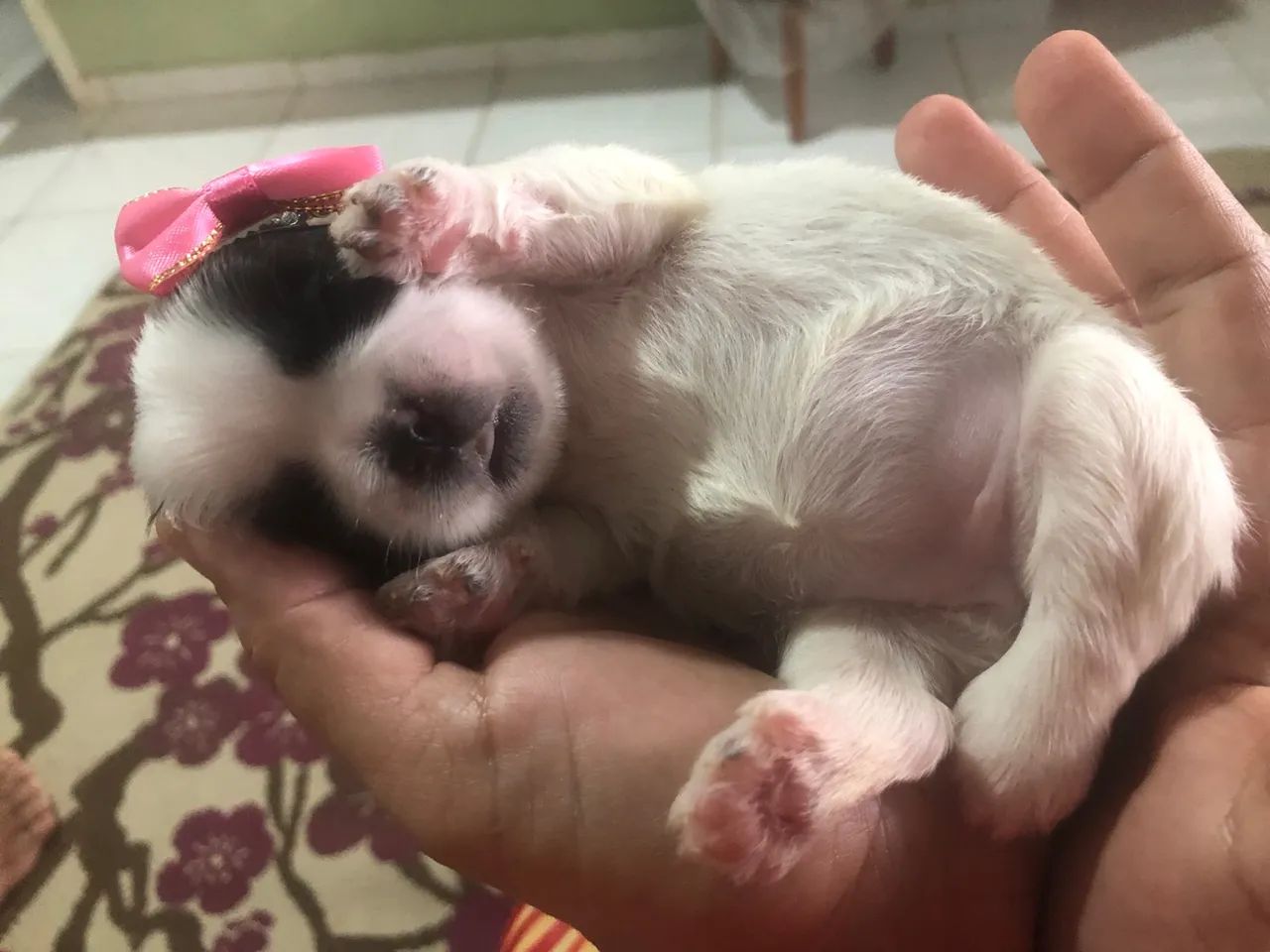 Bebês lindas de shih Tzu