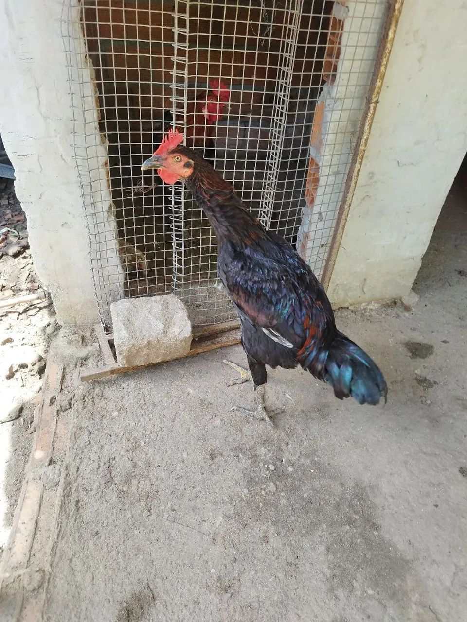 Vende se galinhas  - Foto 2