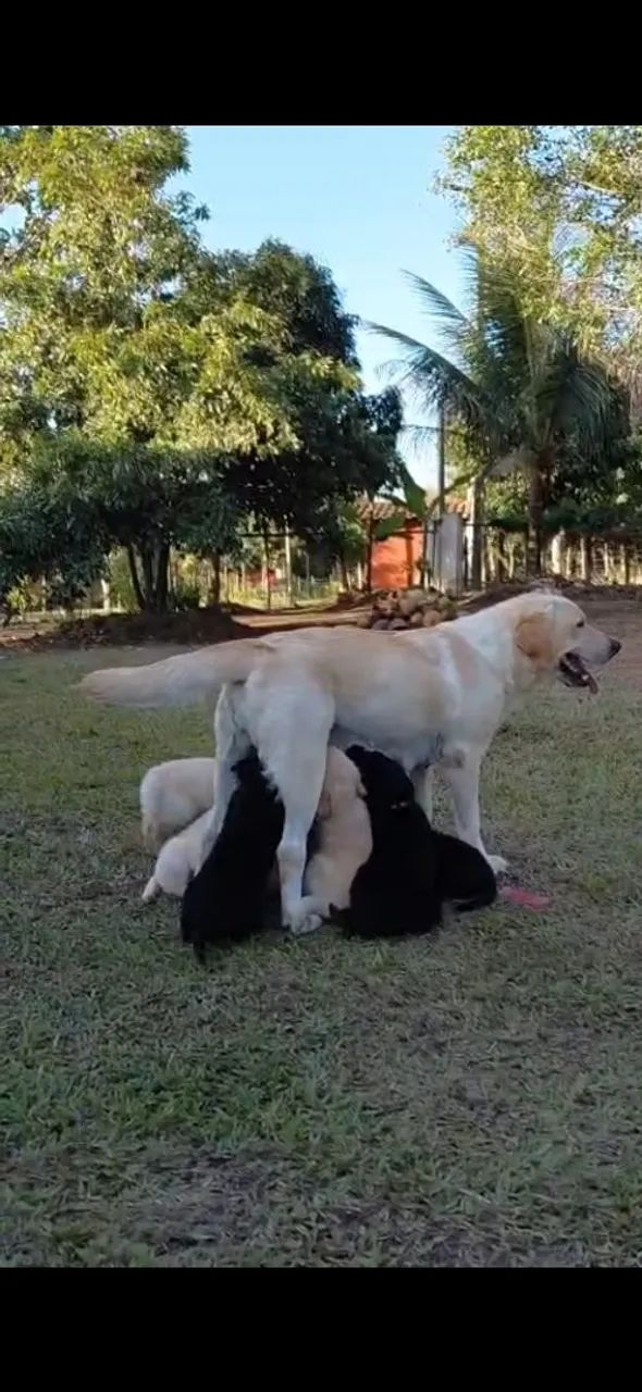 Labrador  - Foto 3