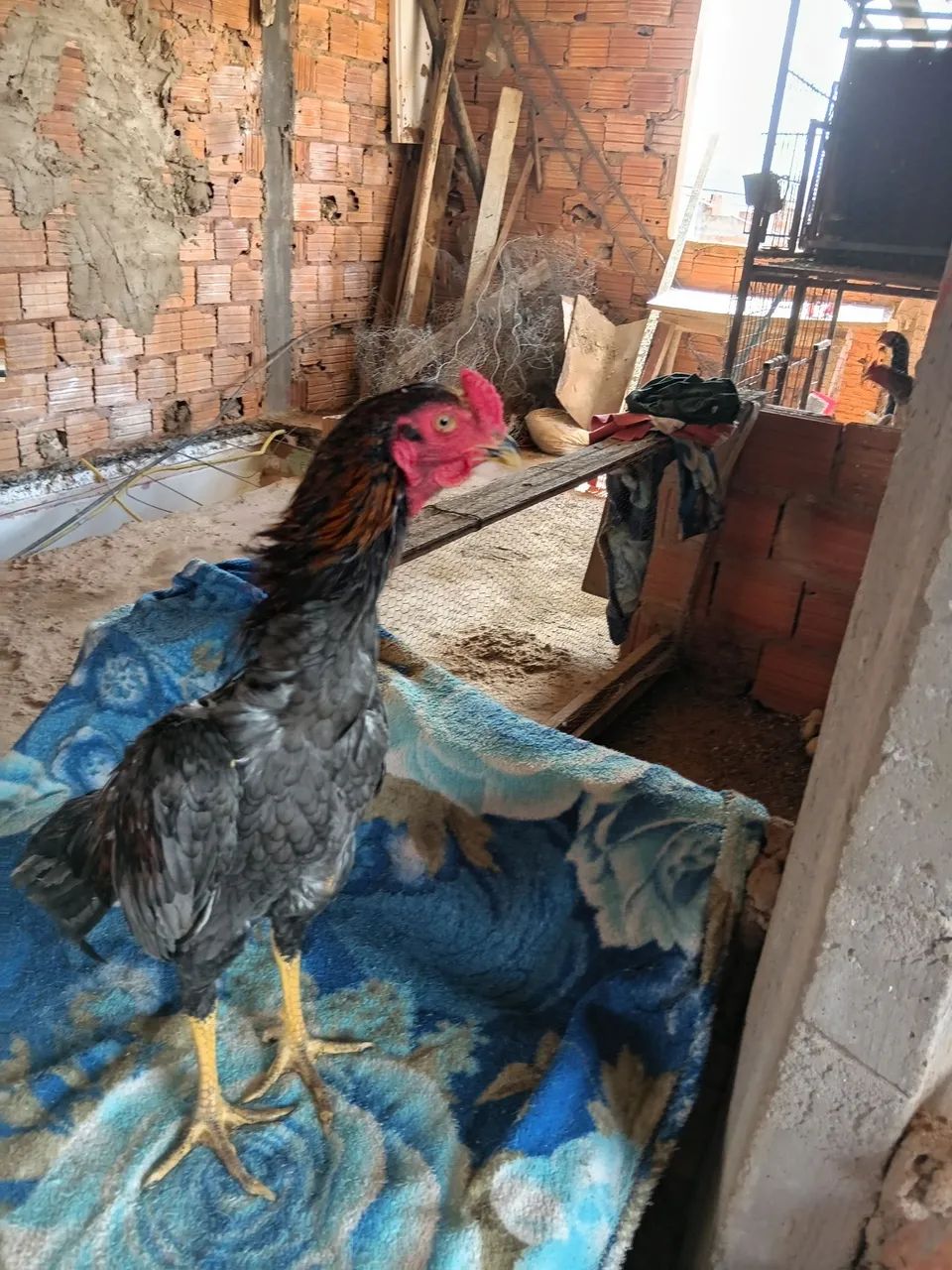 Frango  indio - Foto 2