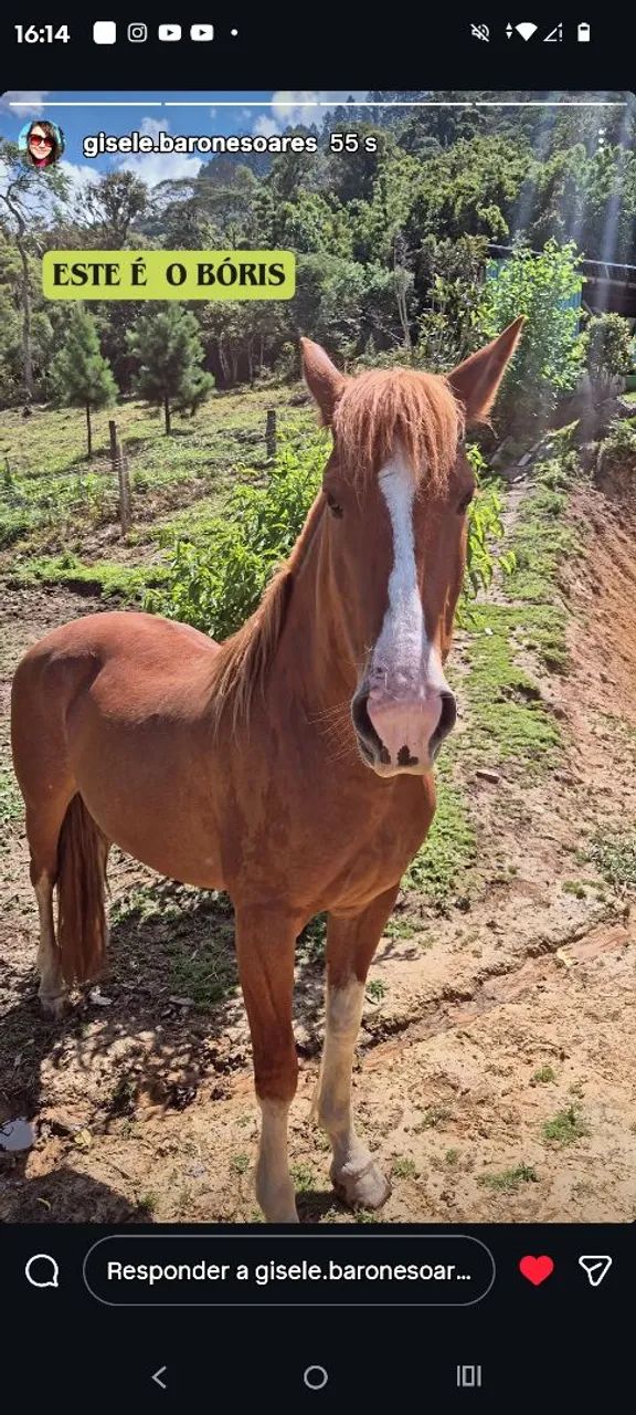 Vendo cavalo