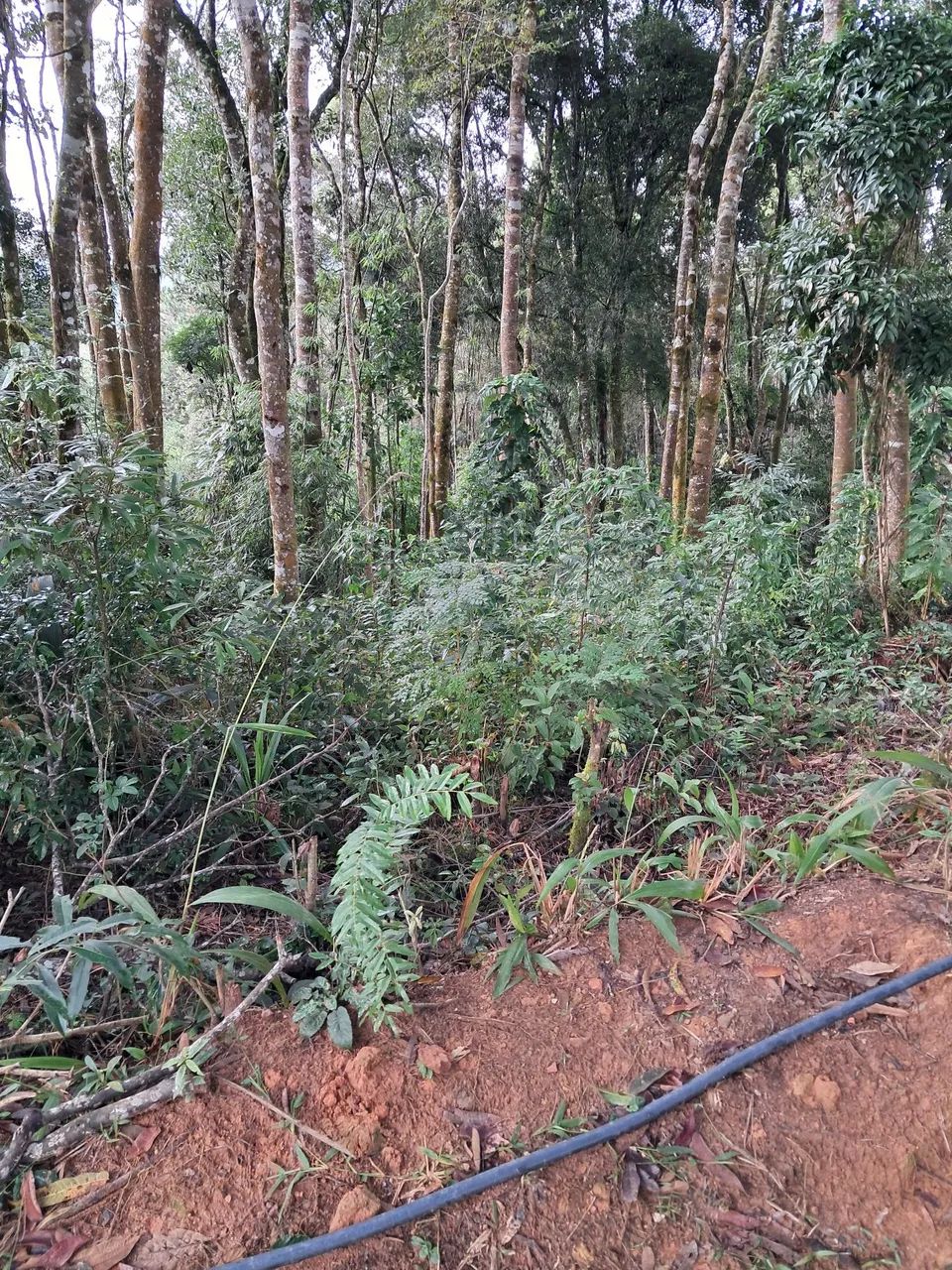 Roçada curitiba e regiao