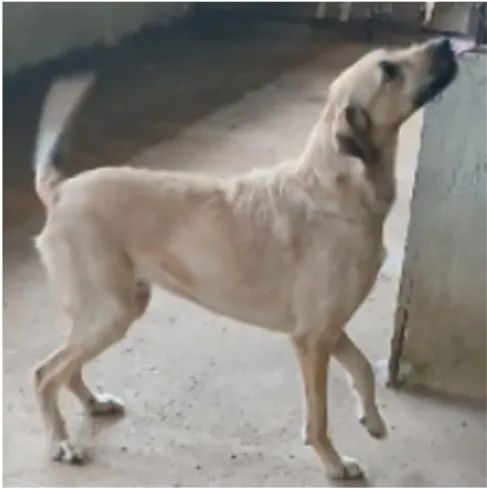 Doa-se Cachorro 
