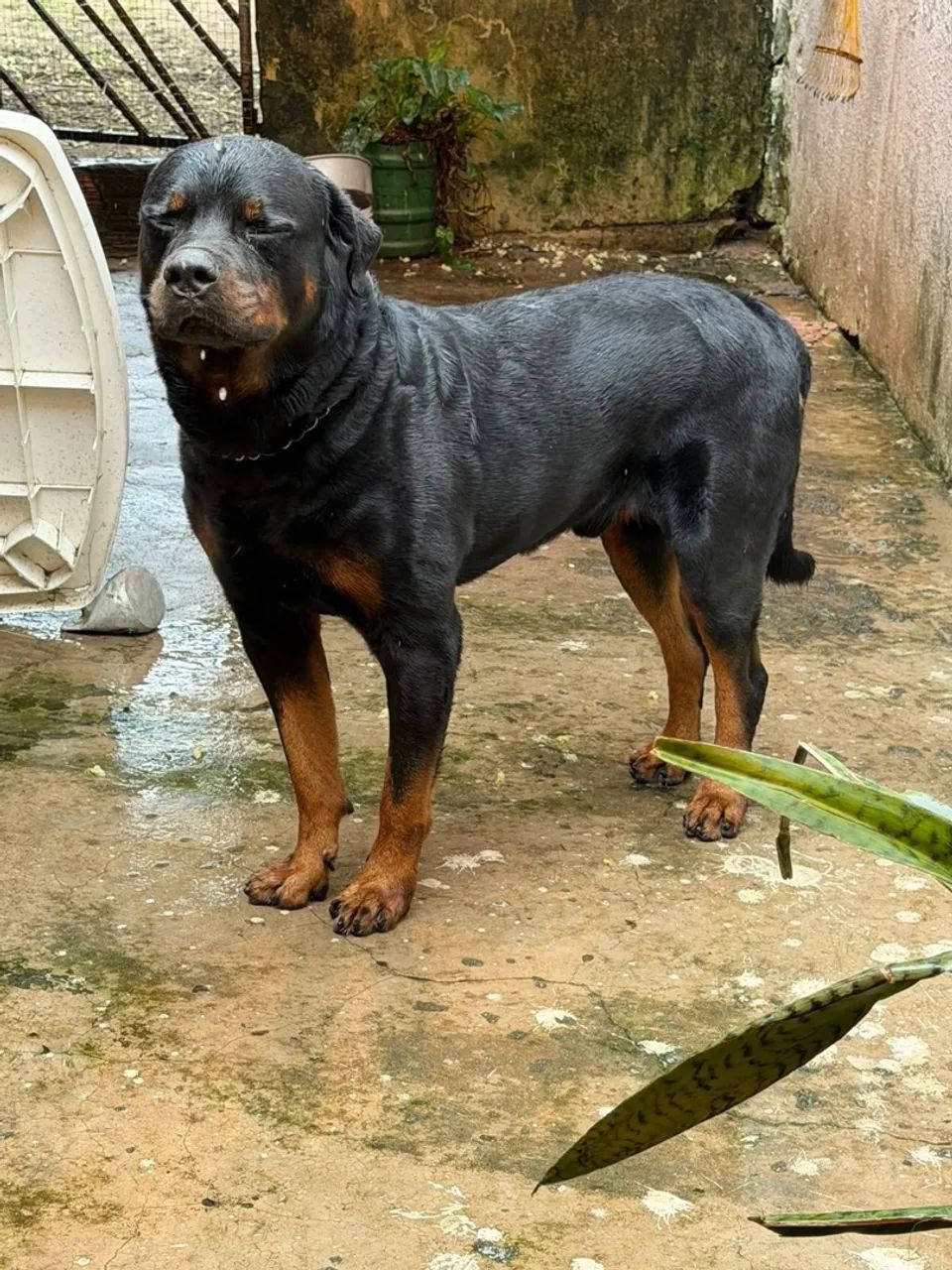 Disponível  - Foto 3