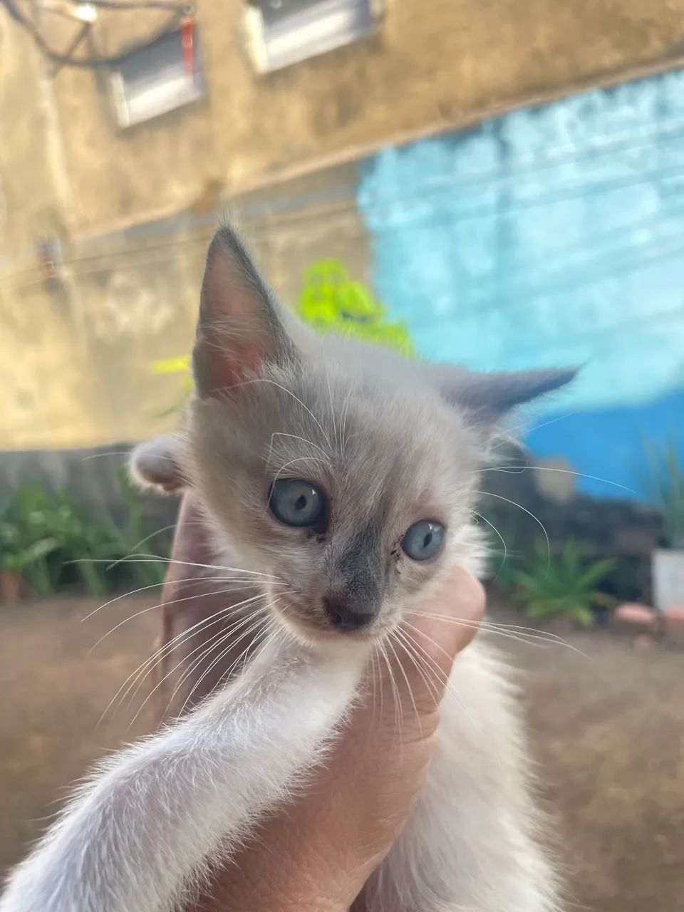 Gatos - Foto 3