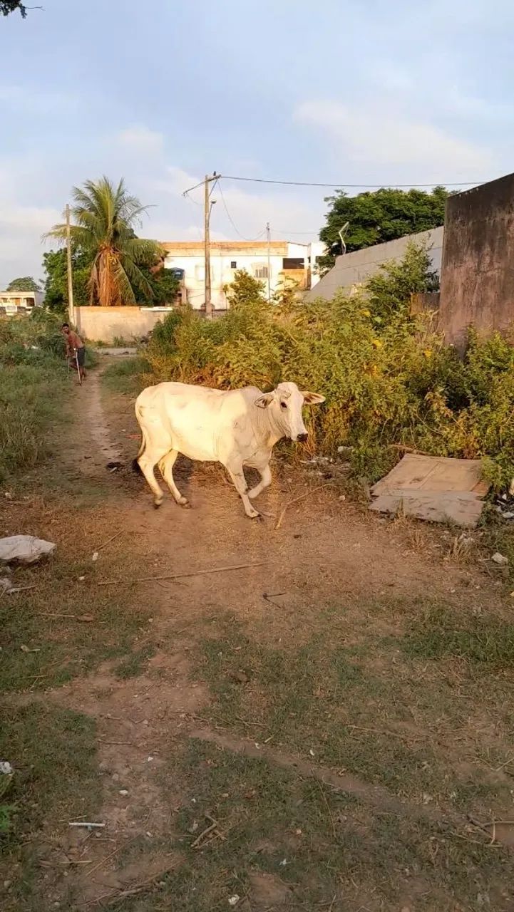 Vendo gado  - Foto 2