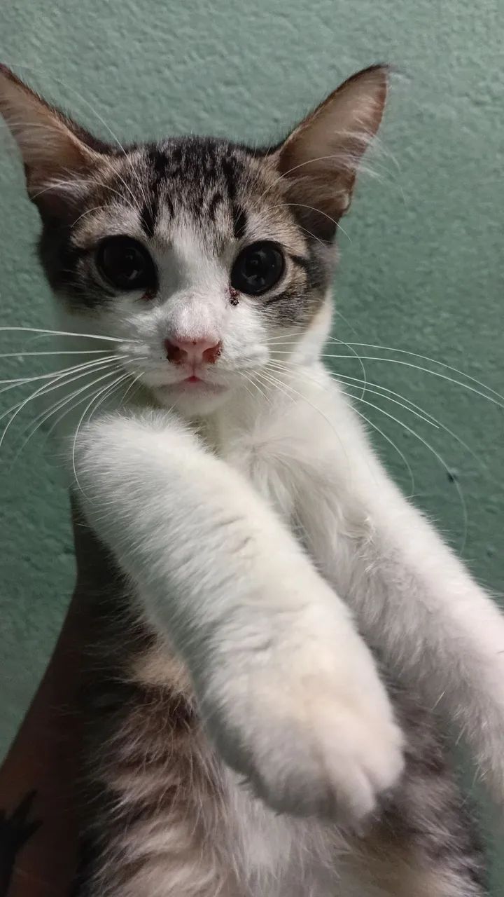 Gata para Doação  - Foto 3