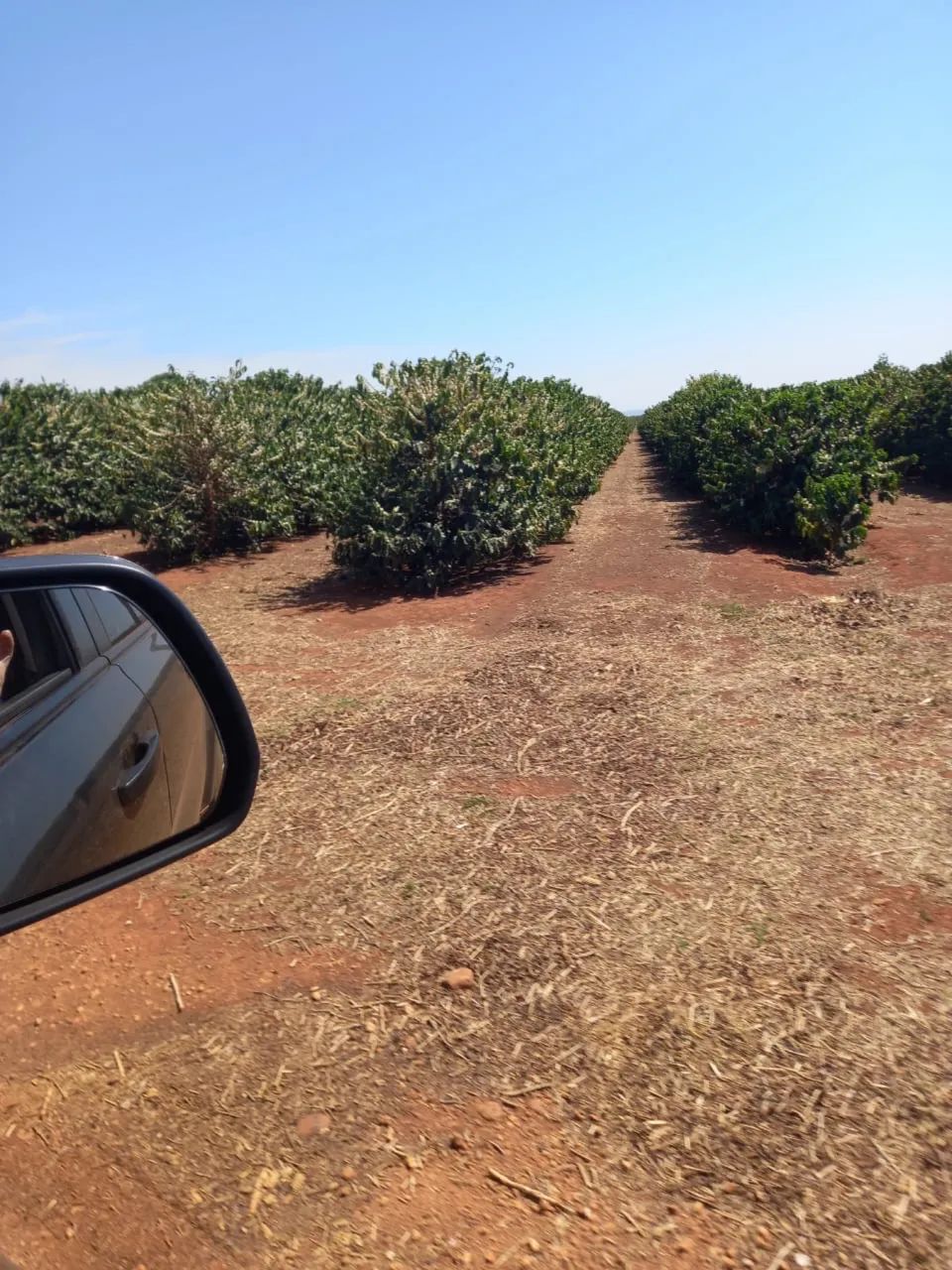 Fazenda de café a venda próximo a coromadel  - Foto 5