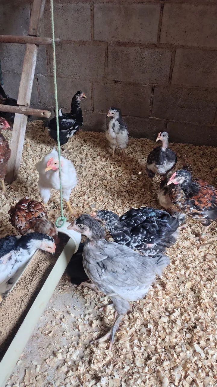 Pintinhos GSB  - Foto 6