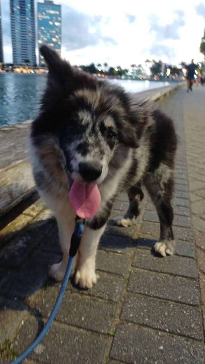 Border collie  - Foto 2