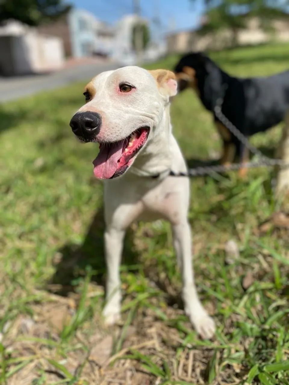 Adoção Cachorro - Foto 3