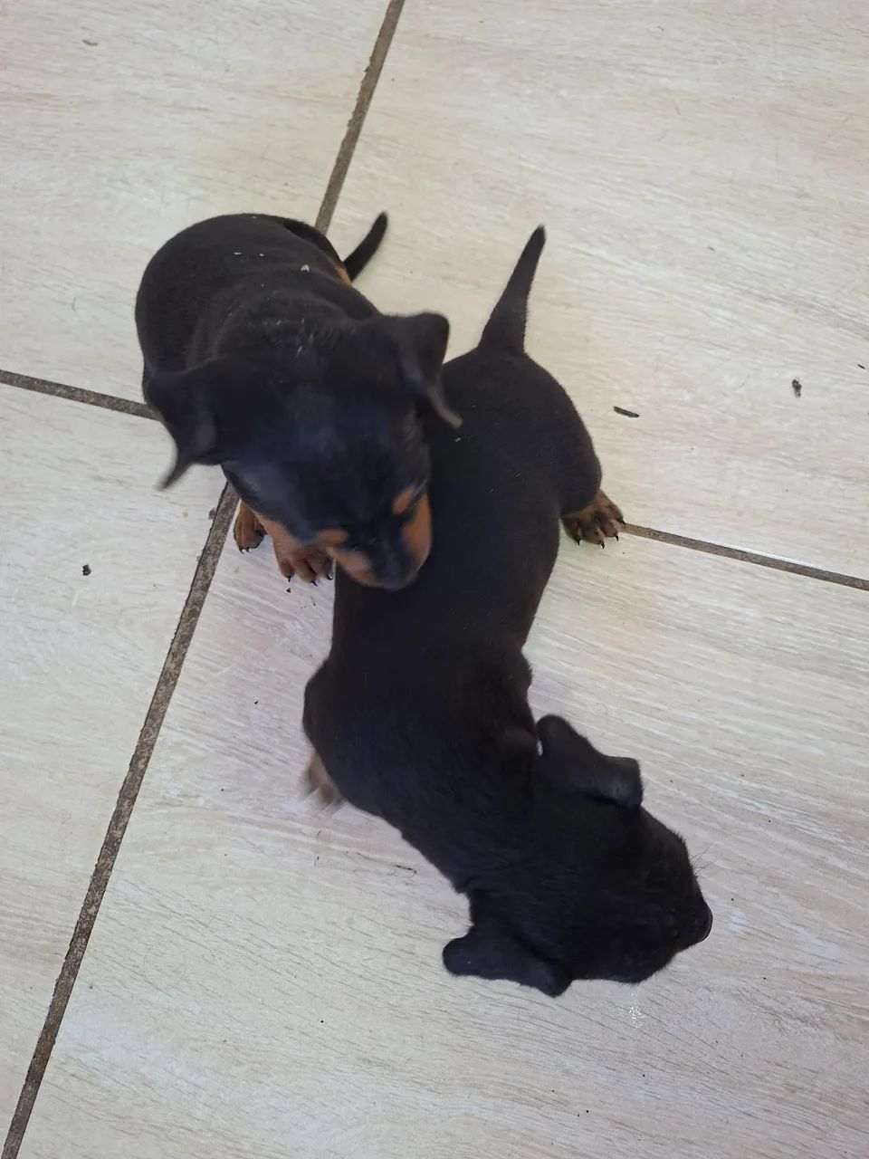 Filhotes de Pinscher  - Foto 5