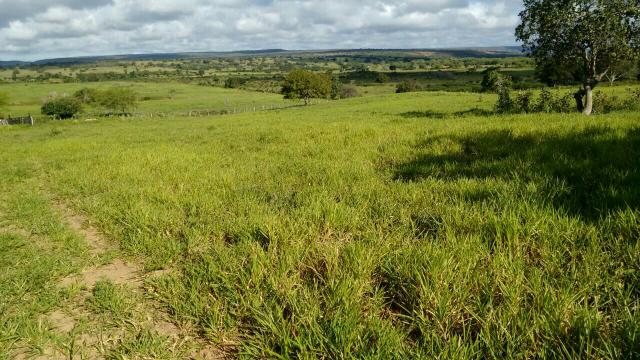 Fazenda em Ribeira do Pombal - Foto 9