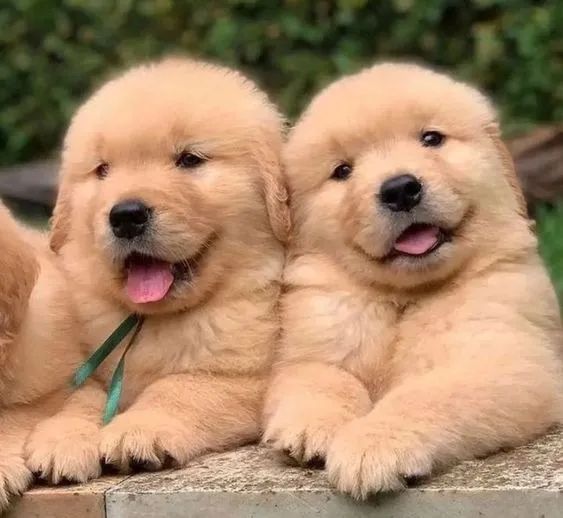 Golden Retriver Machos e Femeas