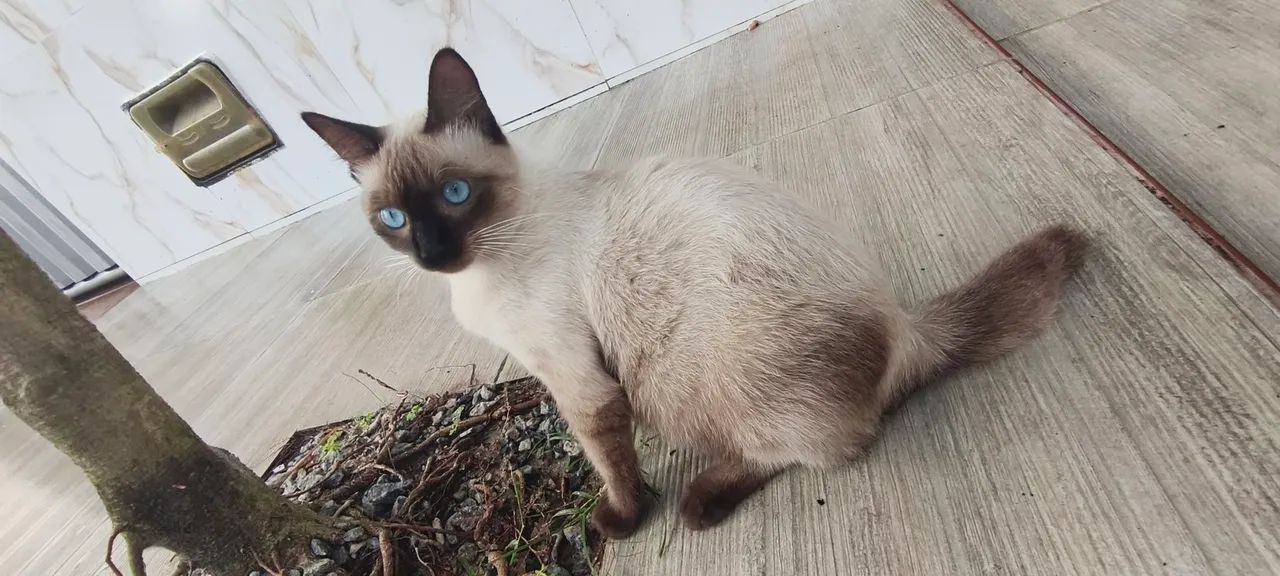 Doa-se Gato macho siamês. - Foto 2
