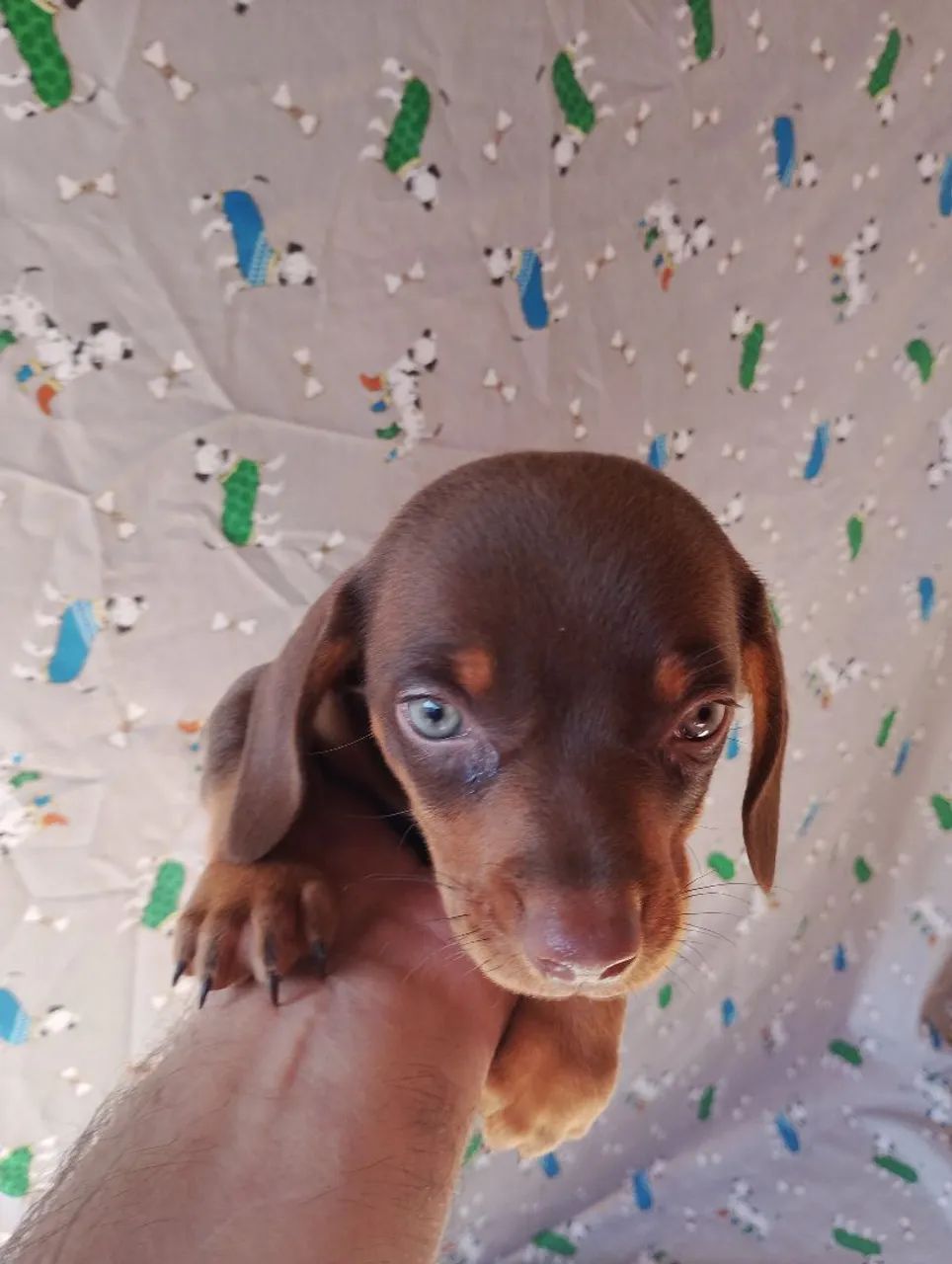 Dachshund macho chocolate - Foto 2