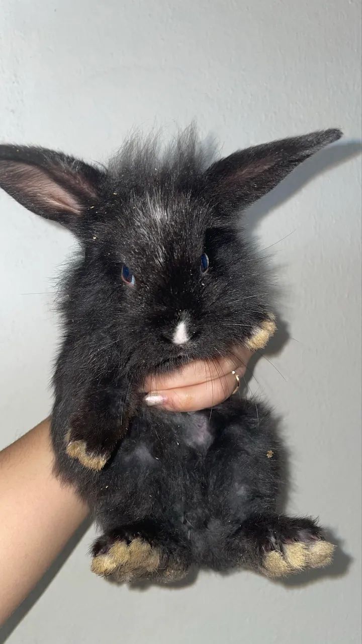 Coelho peludo - Foto 2