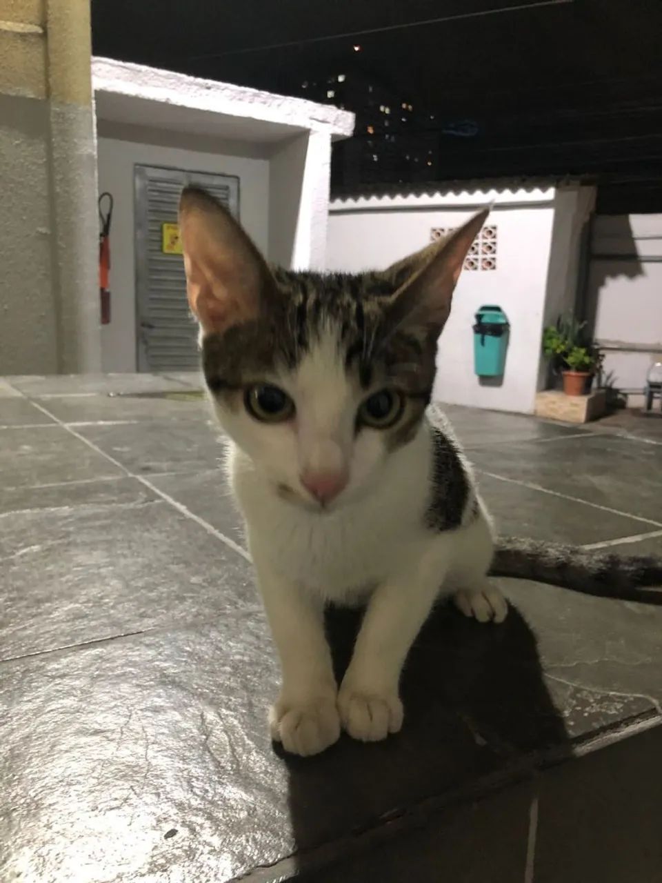 Doação de gato macho  - Foto 2