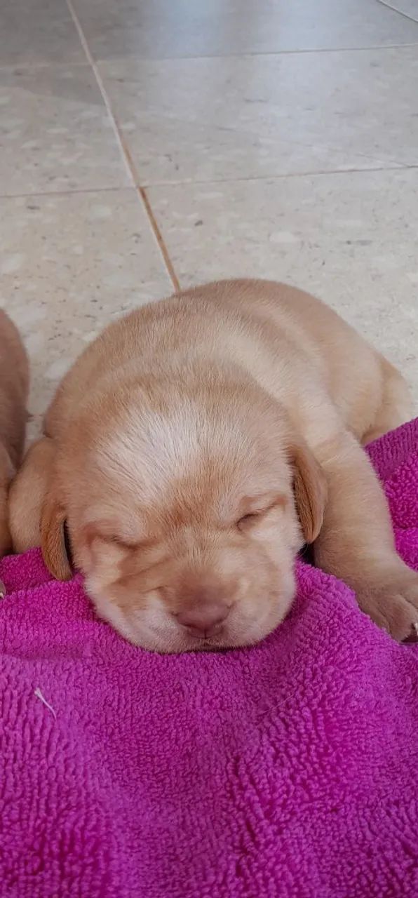 Labrador  - Foto 2