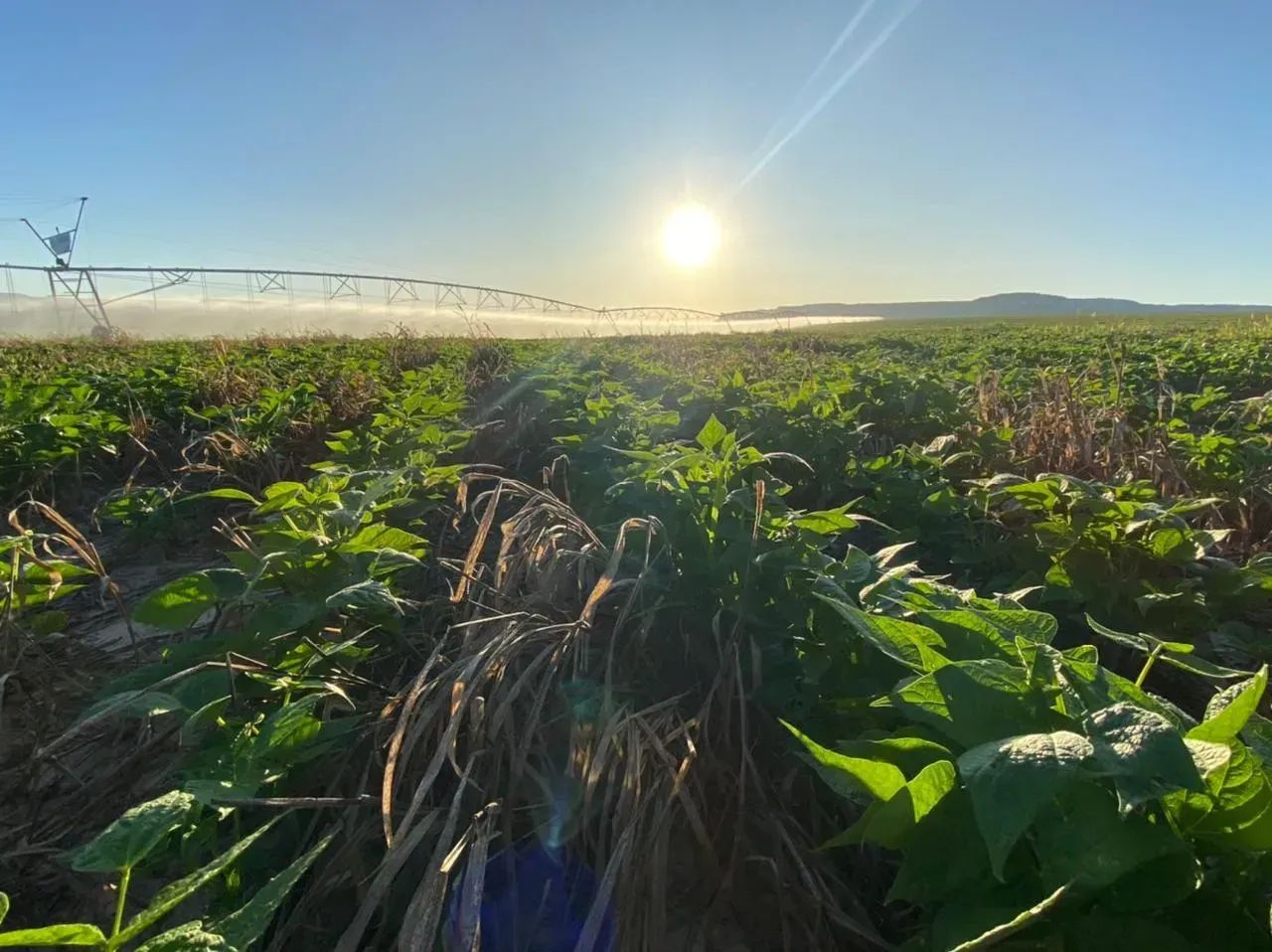 Fazenda a venda, em Novo Jardim - Tocantins! - Foto 4