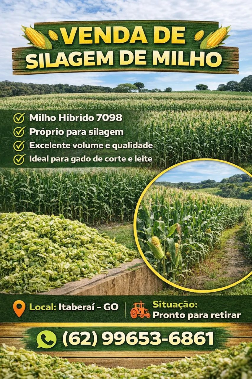 Silagem De Milho 
