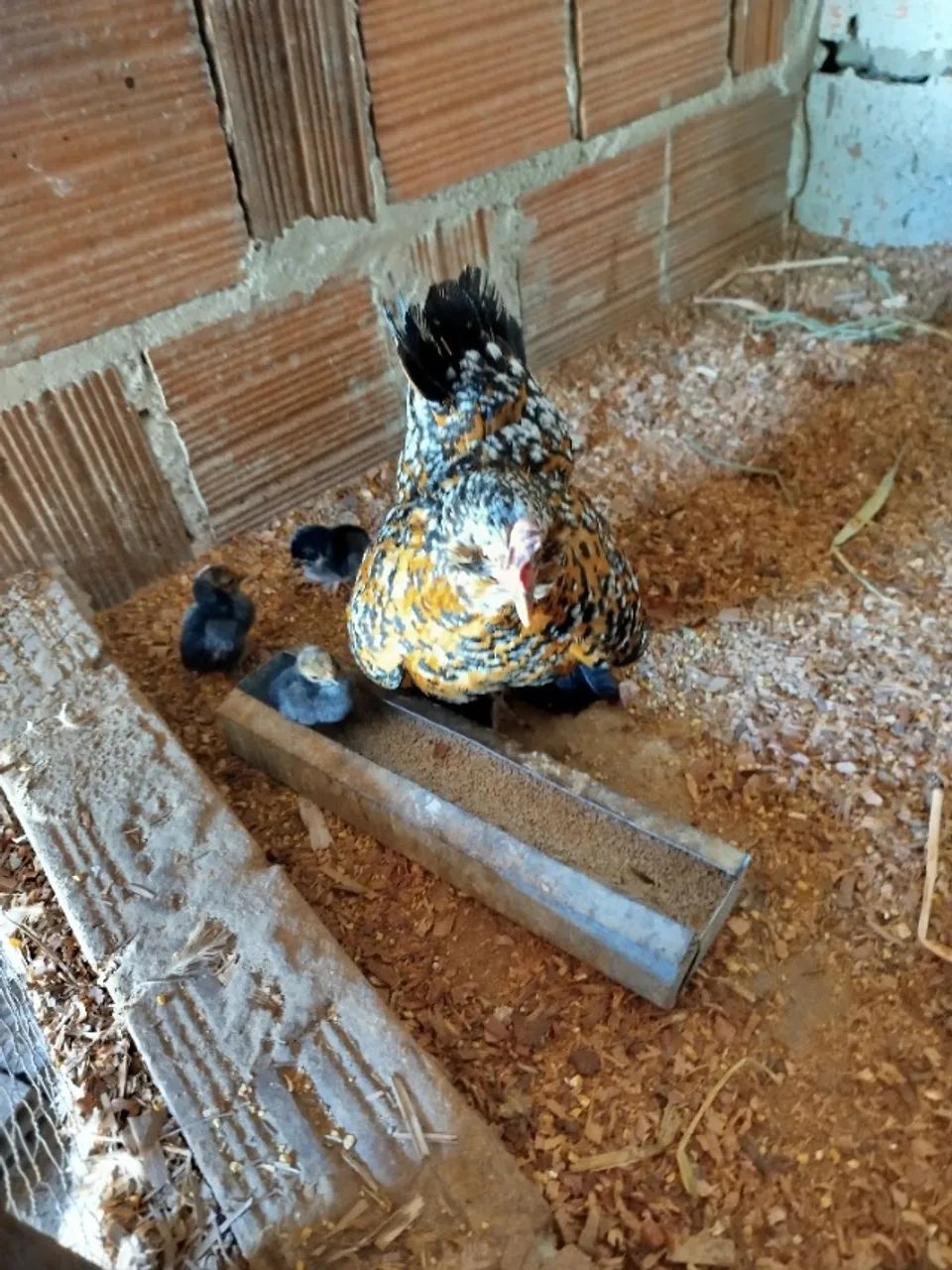 Pintinhos Belgian  - Foto 2