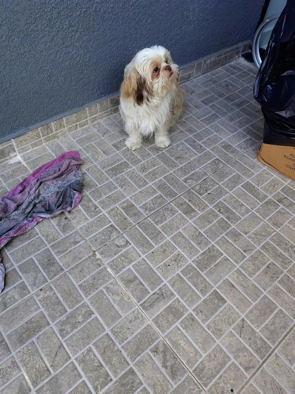 Vendo shih tzu vermificado - Foto 4