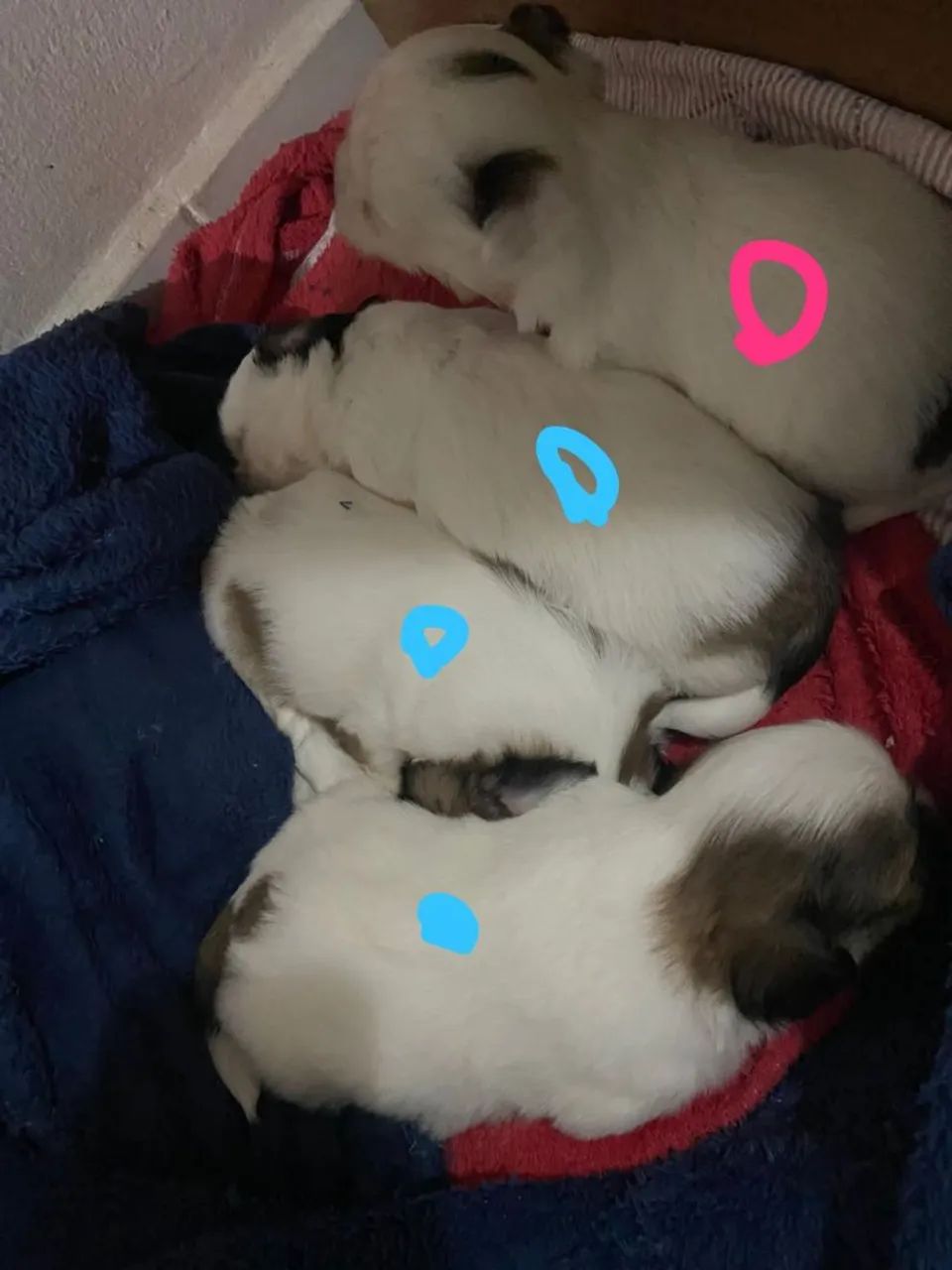 Shitzu 