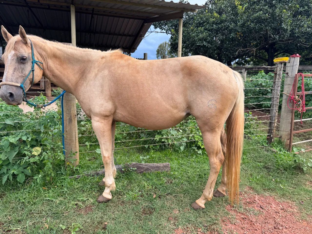 Égua QM pura - Foto 4