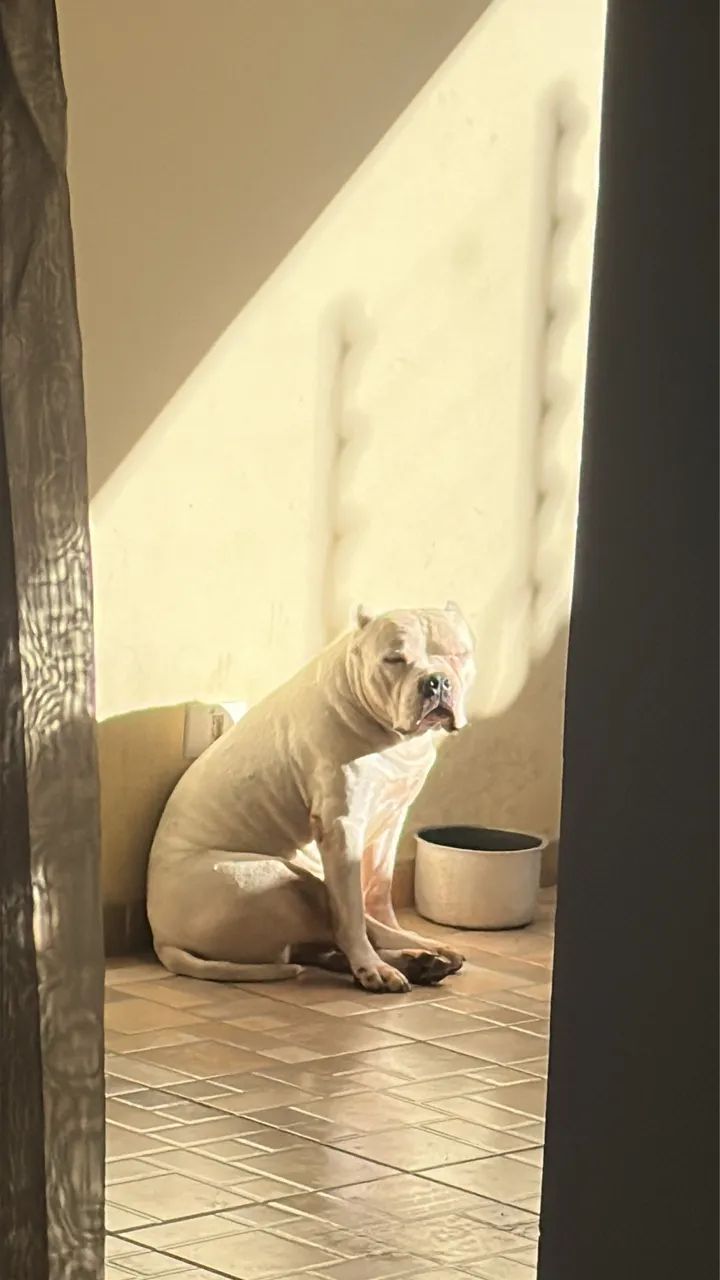 American Bully Doação  - Foto 2