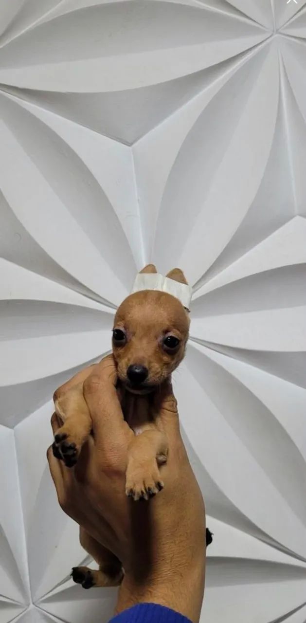 Pinscher zero - Foto 2